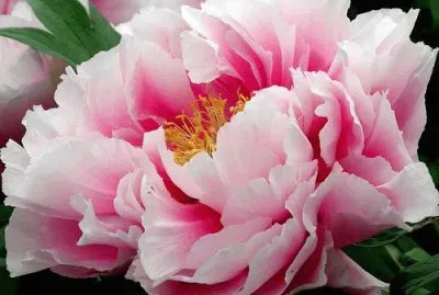 fleur: pivoine