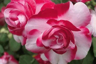 fleurs: roses