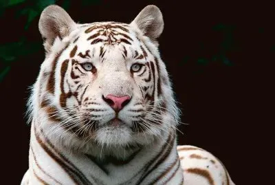 tigre