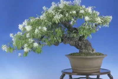 Bonsai florido jigsaw puzzle