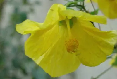 abutilon