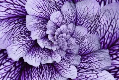 Mesmerizing vegetable