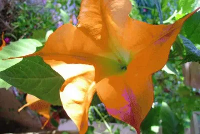 brugmansia