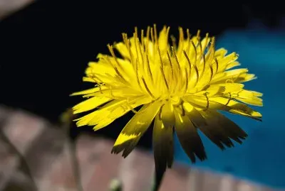 Dandilion