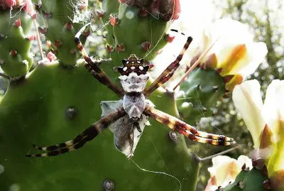 Spider and prey
