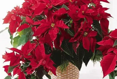 Natal