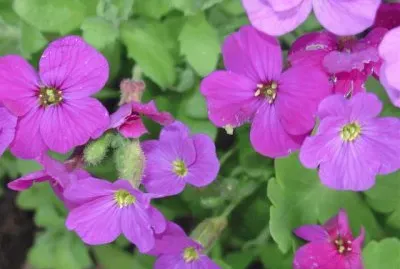 aubrite