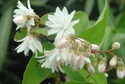 deutzia
