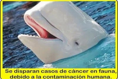 CÃNCER DE ANIMALES.
