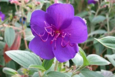 tibouchina