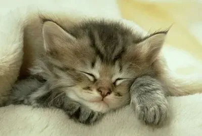 Gatito Durmiendo