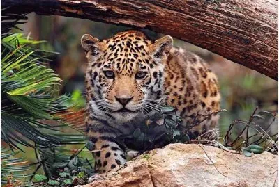 Leopardo