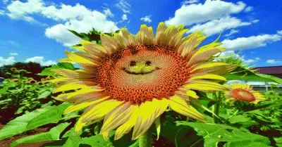 girasol