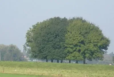 Baumlandschaft