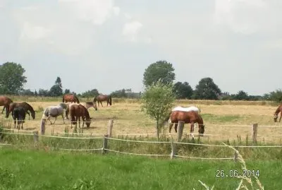 Pferde
