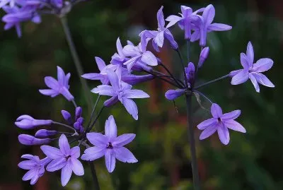 tulbaghia