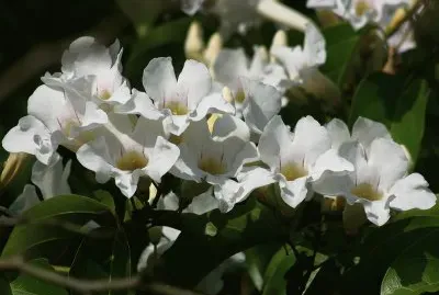 fleur des tropiques