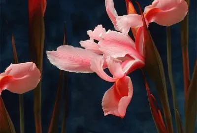 iris