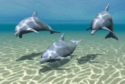 delfines