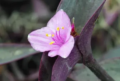 tradescantia