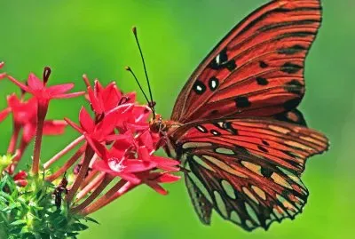 Monarch on pink flowers