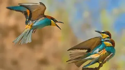 PELEONERO. jigsaw puzzle