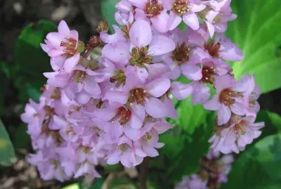 bergenia