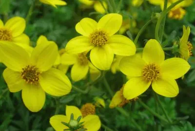 bidens