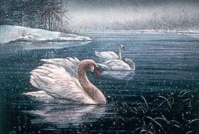 cisnes en invierno