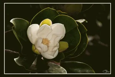פאזל של flor de Ã©bano