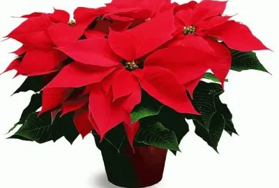 Ã©toile de NoÃ«l