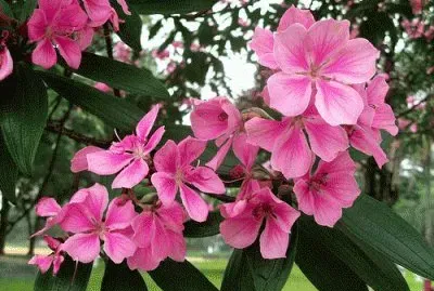 fleur