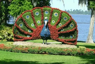 פאזל של pavÃ£o