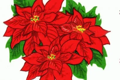 Nadales jigsaw puzzle