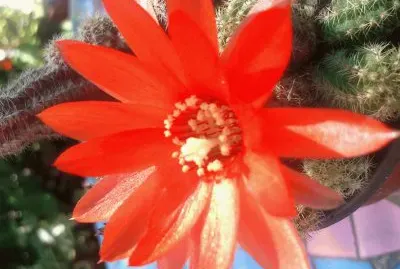 beleza