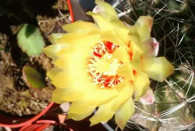 flor de cactus