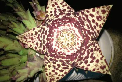 flor de cactus