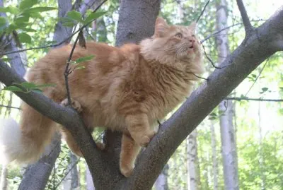 Cat up a tree