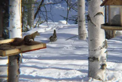 Squirrel quarreling with grouse