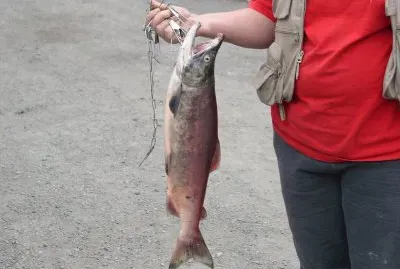 Salmon fishing in Hope, AK