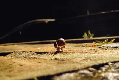 Night Snail