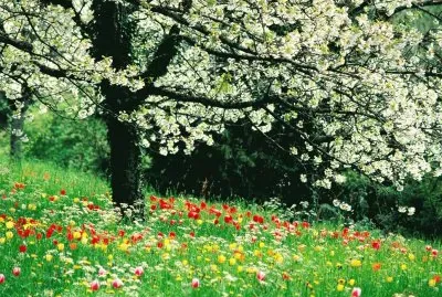 פאזל של a i me gusta le primavera y a ti