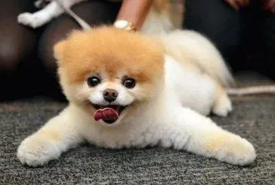 פאזל של es muy bueno y tierno