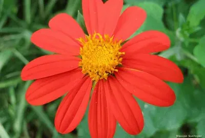 tithonia