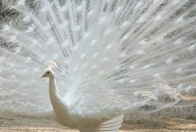 Pavo real blanco