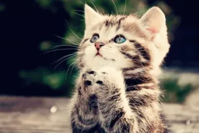 es un gato muy tierno