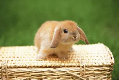 es bueno tener conejos pero no tanto