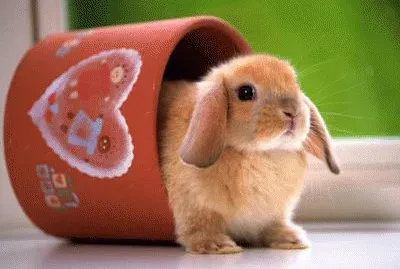 פאזל של que bonito conejo es bien tierno