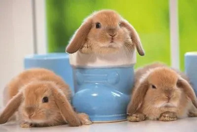 פאזל של que bonitos conejos y botas