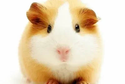 פאזל של es muy bonito hamster